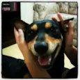 Baloo