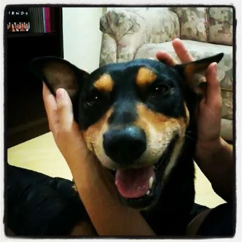 Cachorro ra a SRD idade 2 anos nome Baloo