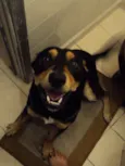 Baloo