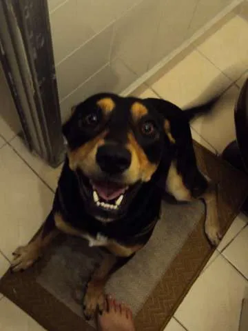 Cachorro ra a SRD idade 2 anos nome Baloo