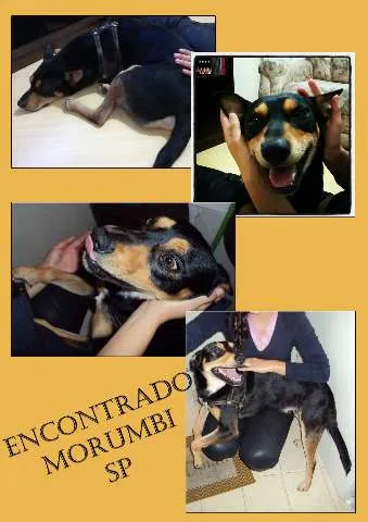 Cachorro ra a SRD idade 2 anos nome Baloo