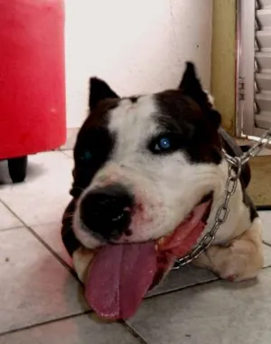 Cachorro raça Pit-Bull idade 5 anos nome dara
