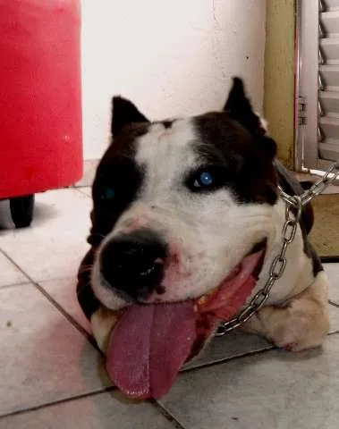 Cachorro ra a Pit-Bull idade 5 anos nome dara