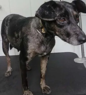 Cachorro raça SRD idade 2 anos nome bolinha