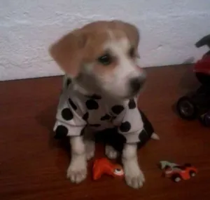 Cachorro raça SRD idade 2 a 6 meses nome bebe