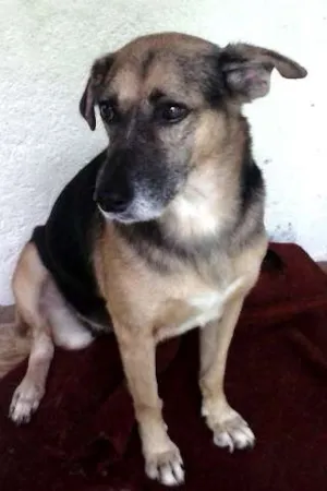 Cachorro raça SRD idade 5 anos nome angelina