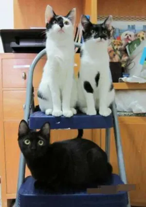 Gato raça SRD idade 2 a 6 meses nome Capuccino, Any e Lola