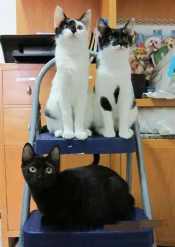 Gato ra a SRD idade 2 a 6 meses nome Capuccino, Any e Lola