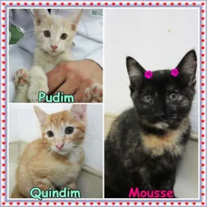 Gato raça SRD idade 2 a 6 meses nome Pudim, Quindim e Mo