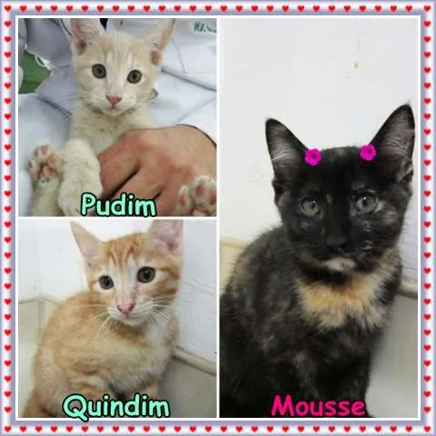Gato ra a SRD idade 2 a 6 meses nome Pudim, Quindim e Mo