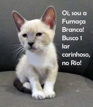 Gato raça SRD idade 2 a 6 meses nome Fumaça Branca