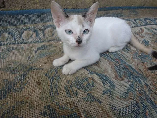 Gato ra a srd idade 2 a 6 meses nome sem nome