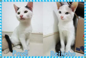 Gato raça SRD idade 2 a 6 meses nome Pavê e Beijinho