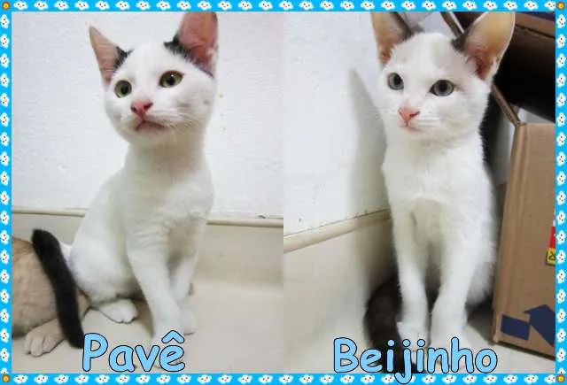 Gato ra a SRD idade 2 a 6 meses nome Pavê e Beijinho