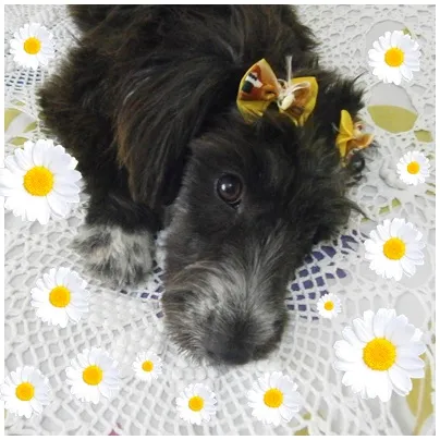 Cachorro raça puldo idade 7 a 11 meses nome nina