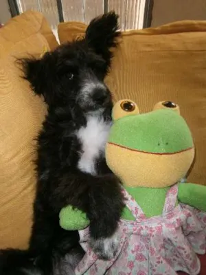 Cachorro raça puldo idade 7 a 11 meses nome nina