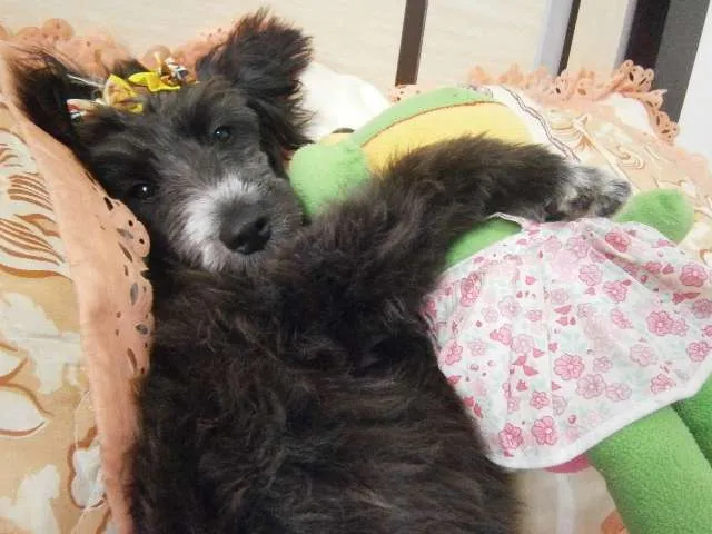 Cachorro raça puldo idade 7 a 11 meses nome nina