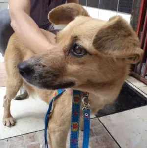 Cachorro raça SRD idade 5 anos nome Menina