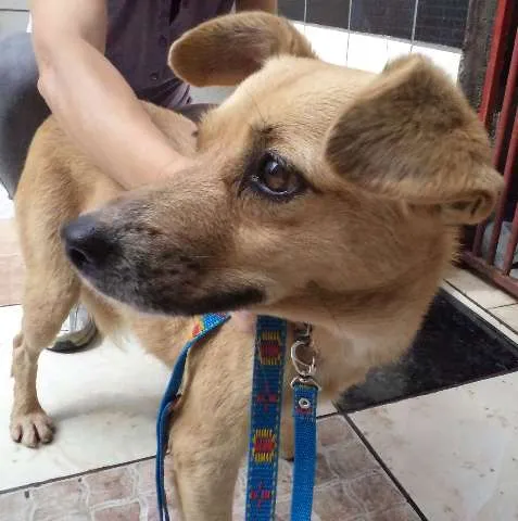 Cachorro ra a SRD idade 5 anos nome Menina