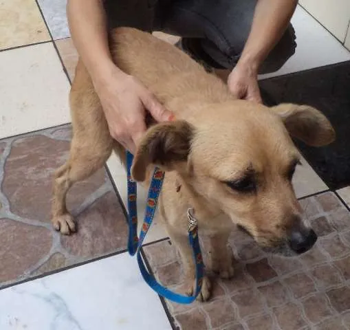 Cachorro ra a SRD idade 5 anos nome Menina
