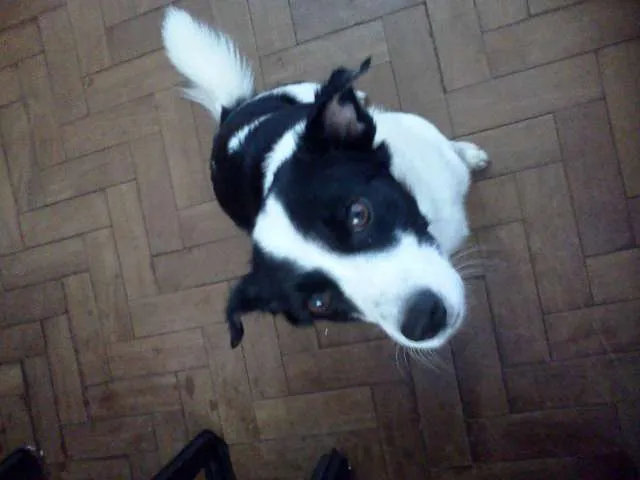Cachorro ra a SRD idade 2 anos nome Salame