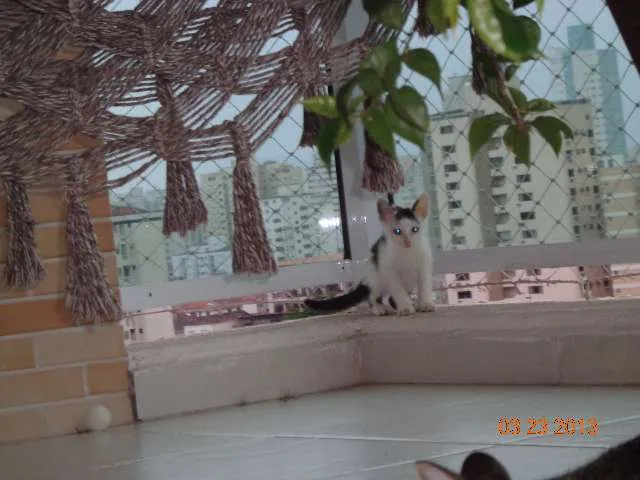 Gato ra a SRD idade 2 a 6 meses nome CHORÃO