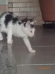 CHORÃO
