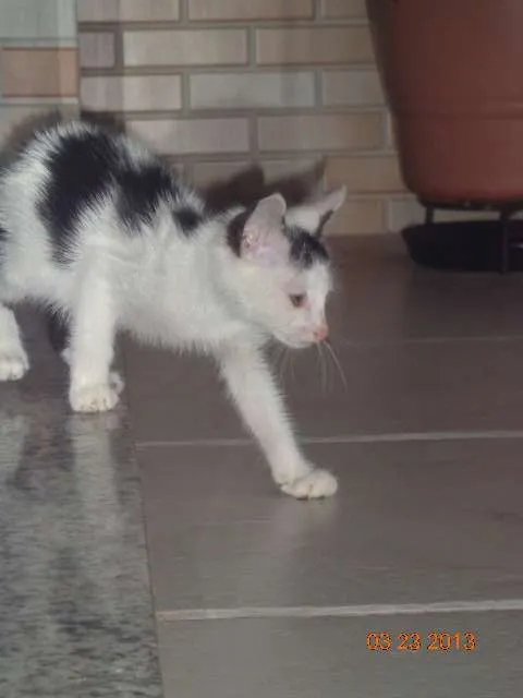 Gato ra a SRD idade 2 a 6 meses nome CHORÃO