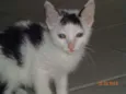 CHORÃO