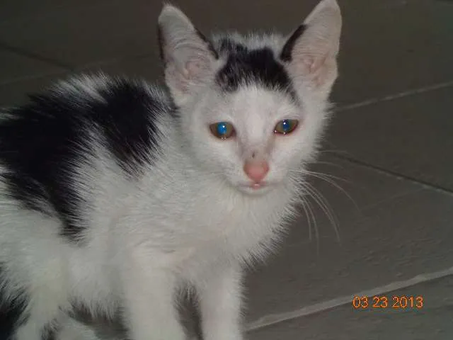 Gato ra a SRD idade 2 a 6 meses nome CHORÃO