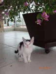 CHORÃO