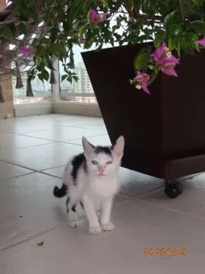 Gato raça SRD idade 2 a 6 meses nome CHORÃO