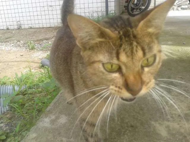 Gato ra a SRD idade 1 ano nome Princess