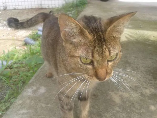 Gato ra a SRD idade 1 ano nome Princess
