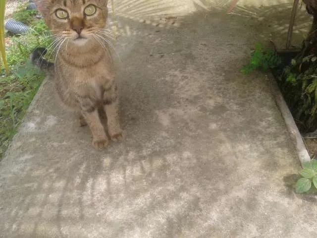 Gato ra a SRD idade 1 ano nome Princess
