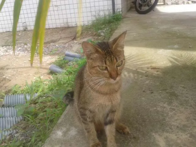 Gato ra a SRD idade 1 ano nome Princess