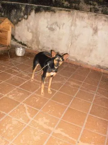 Cachorro ra a SRD idade 1 ano nome BOB