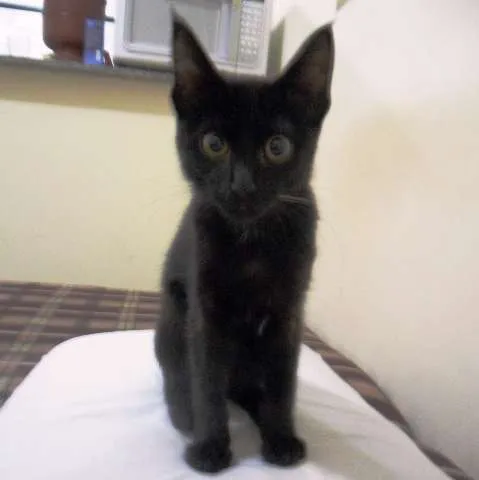 Gato ra a bombaim idade 2 a 6 meses nome Pretinho