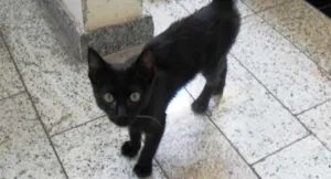 Gato raça bombaim idade 2 a 6 meses nome Pretinho