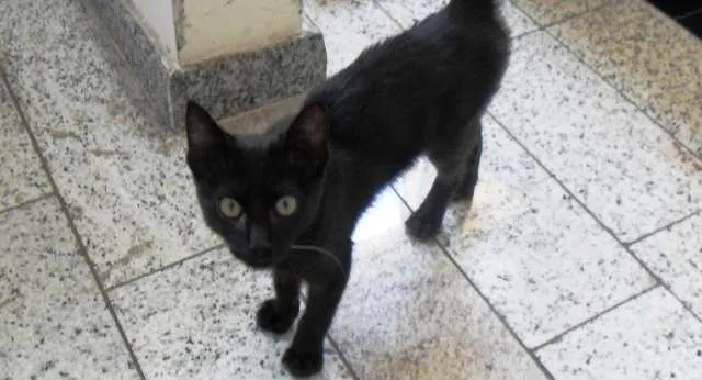Gato ra a bombaim idade 2 a 6 meses nome Pretinho