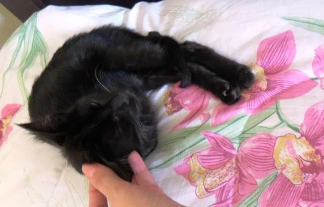 Gato ra a bombaim idade 2 a 6 meses nome Pretinho