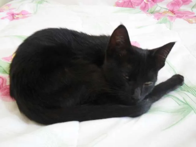 Gato ra a bombaim idade 2 a 6 meses nome Pretinho
