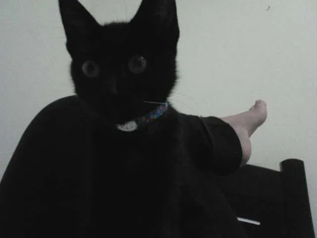 Gato ra a bombaim idade 2 a 6 meses nome Pretinho