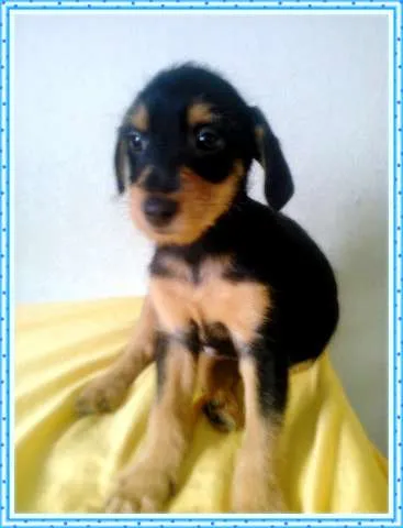Cachorro ra a S.R.D idade Abaixo de 2 meses nome não tem