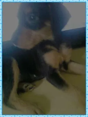 Cachorro raça S.R.D idade Abaixo de 2 meses nome não tem