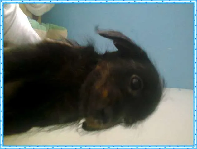 Cachorro ra a S.R.D idade Abaixo de 2 meses nome não tem