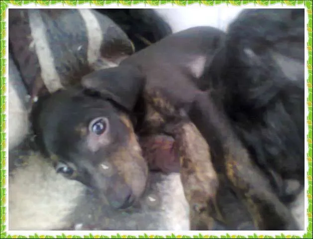 Cachorro ra a S.R.D idade Abaixo de 2 meses nome não tem