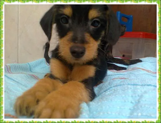 Cachorro ra a S.R.D idade Abaixo de 2 meses nome não tem