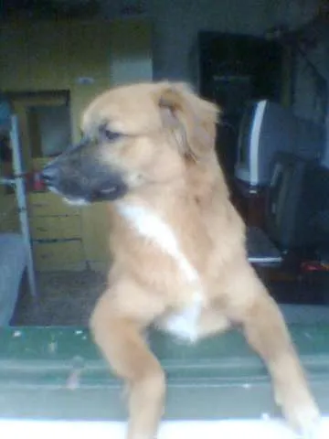 Cachorro ra a srd-vira-lata idade 7 a 11 meses nome Sasha