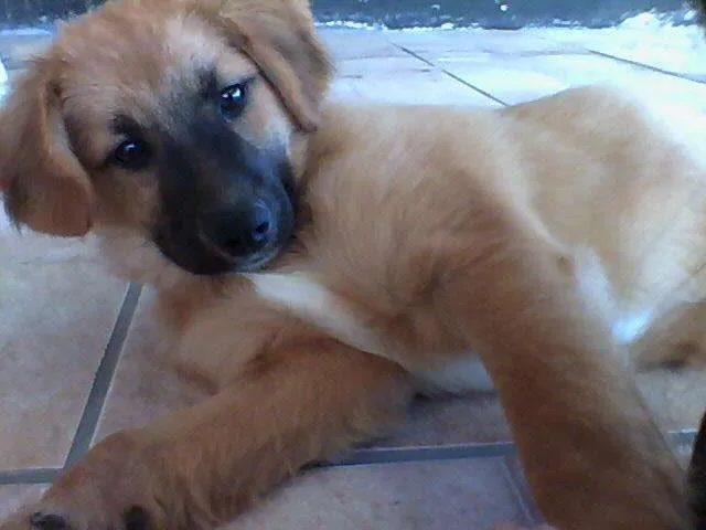 Cachorro ra a srd-vira-lata idade 7 a 11 meses nome Sasha